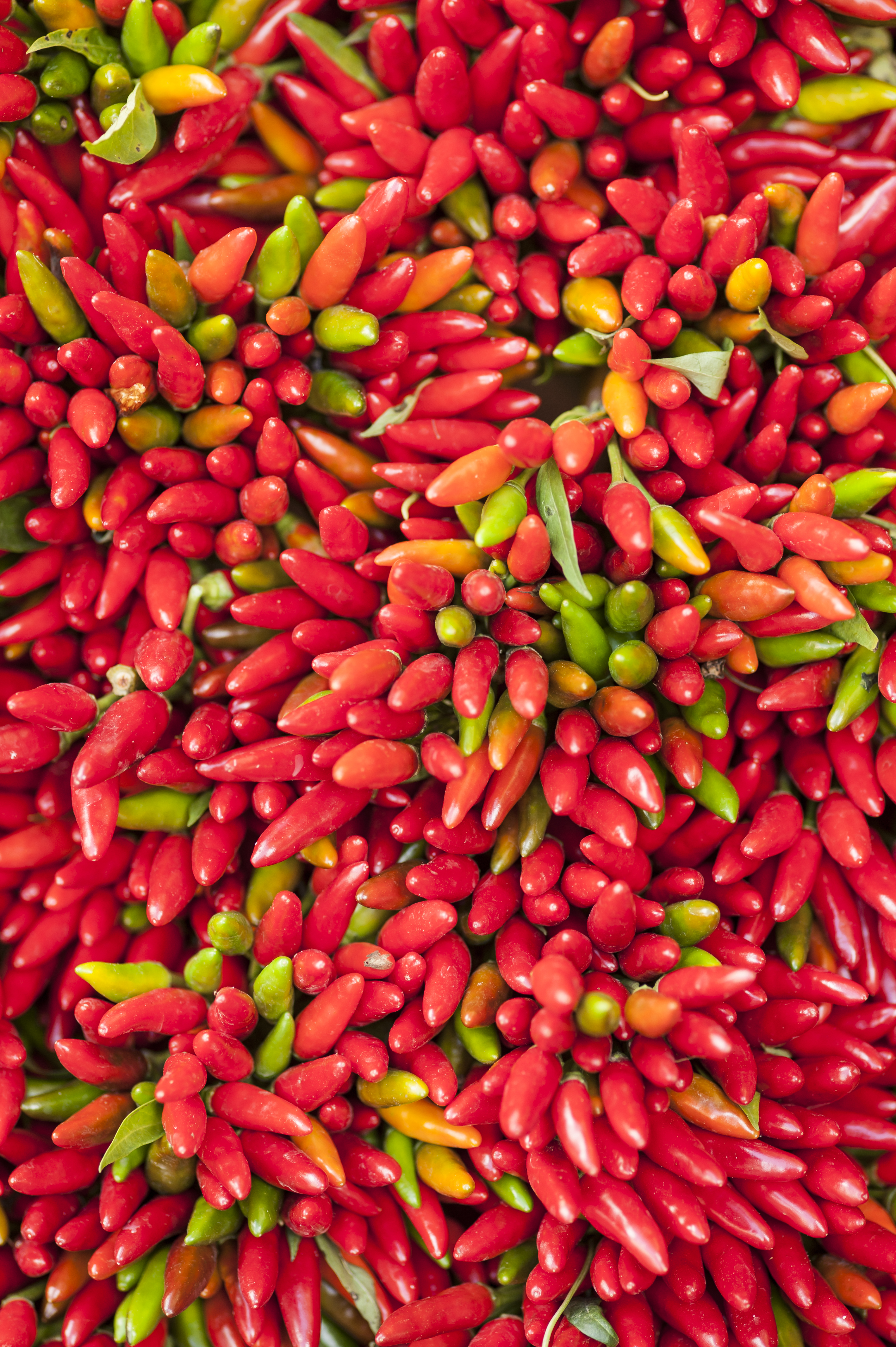 Cabe Rawit Merah